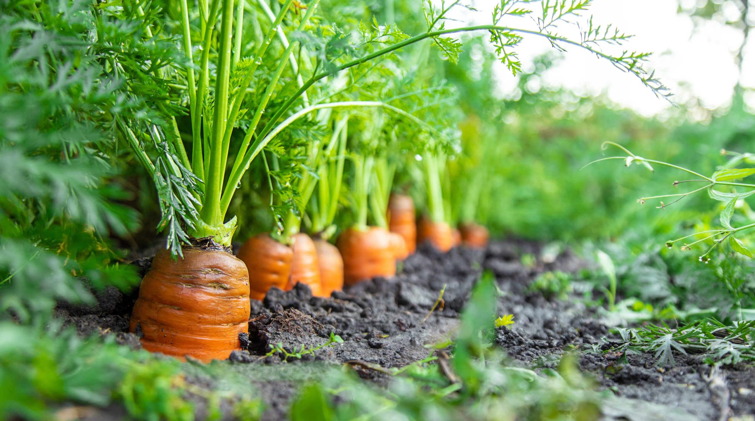 zanahorias